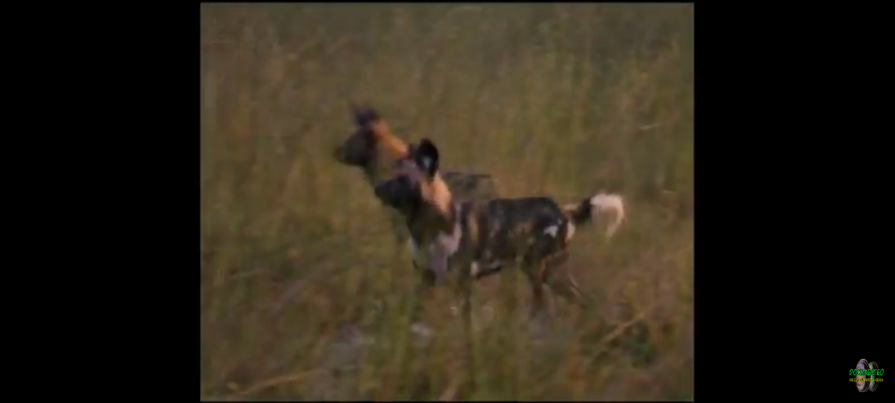 dvd National Geographic Okavango Paradis Sauvage