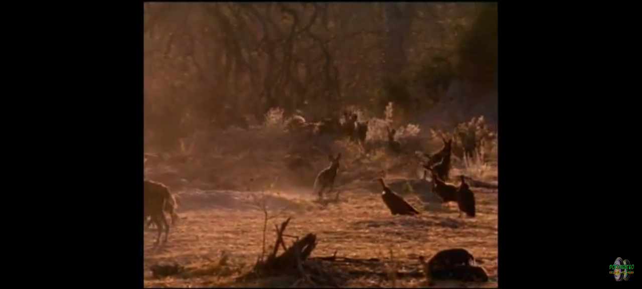 dvd National Geographic Okavango Paradis Sauvage