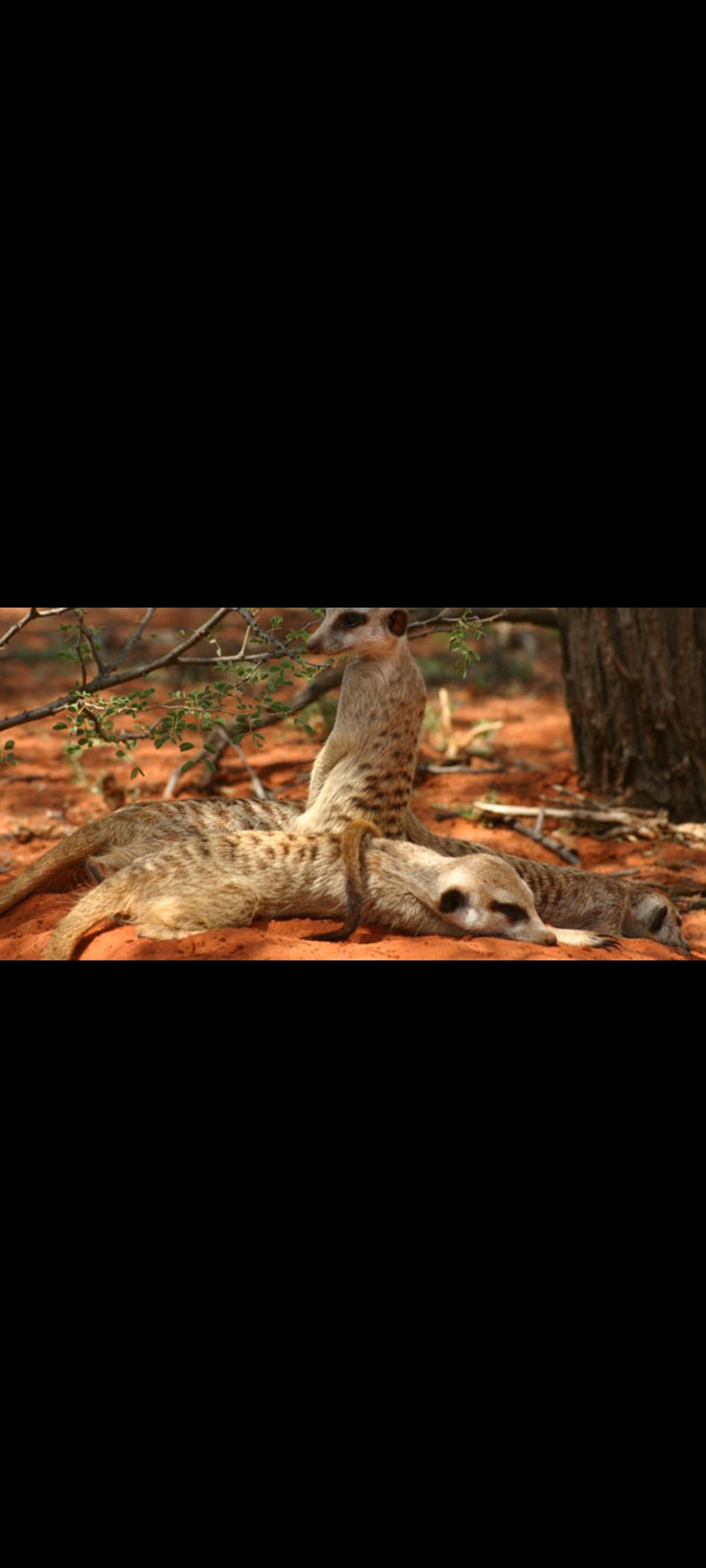 La Famille Suricate - DVD Documentaire Guillaume Canet