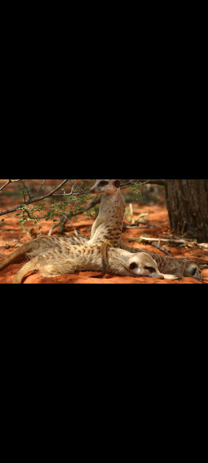 La Famille Suricate - DVD Documentaire Guillaume Canet