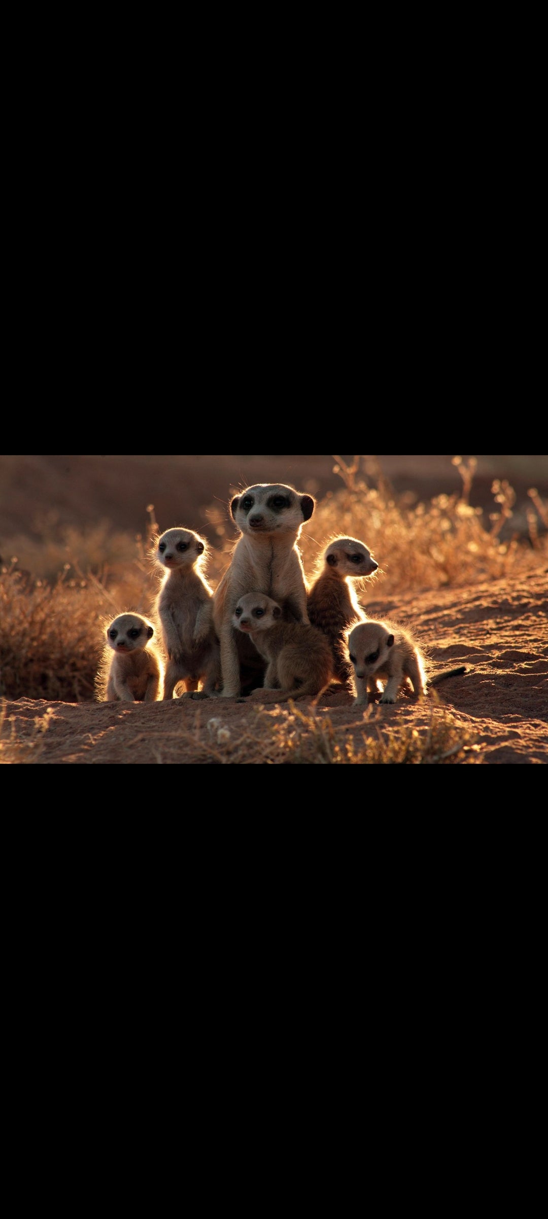 La Famille Suricate - DVD Documentaire Guillaume Canet