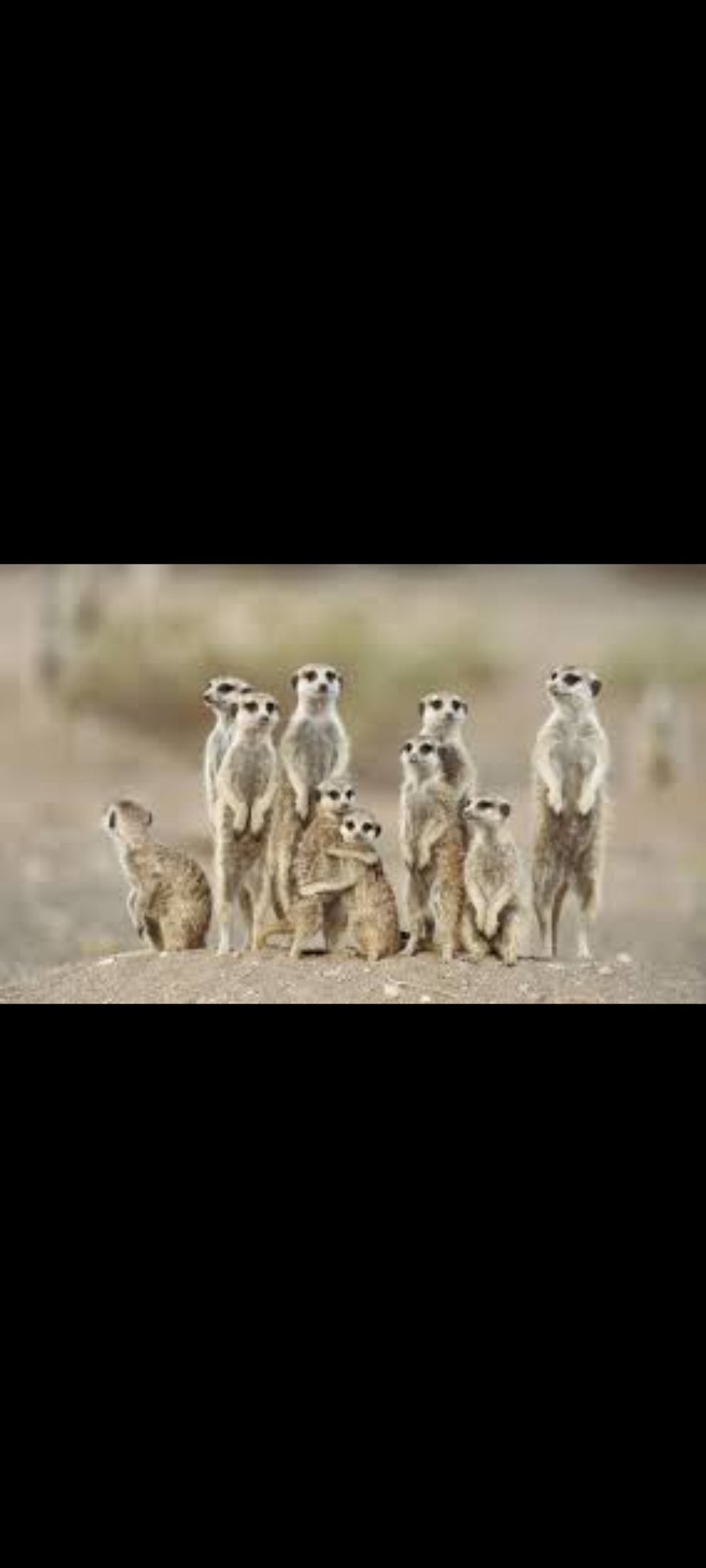 La Famille Suricate - DVD Documentaire Guillaume Canet