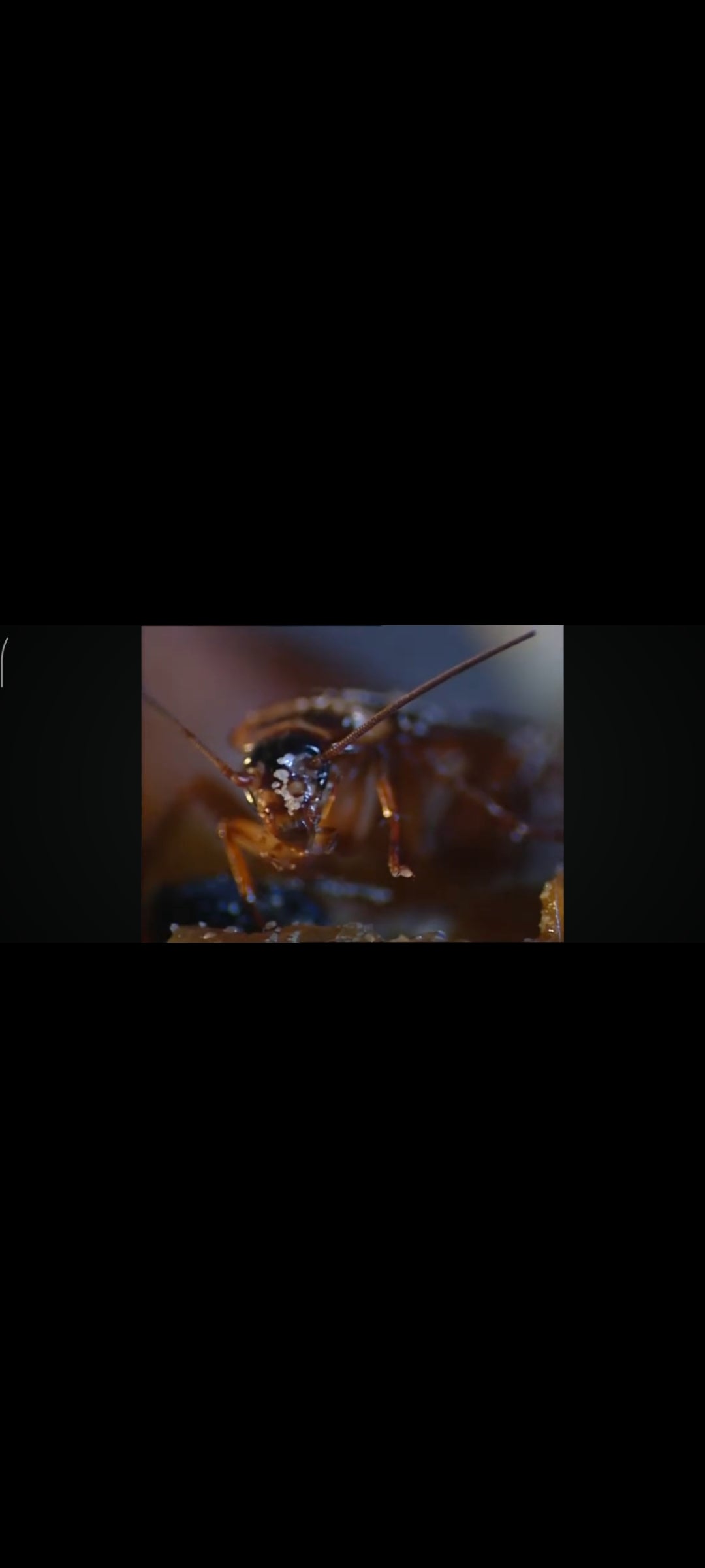 Insects + Écorché Vif - Collection Triple Suspense DVD - 2 Films