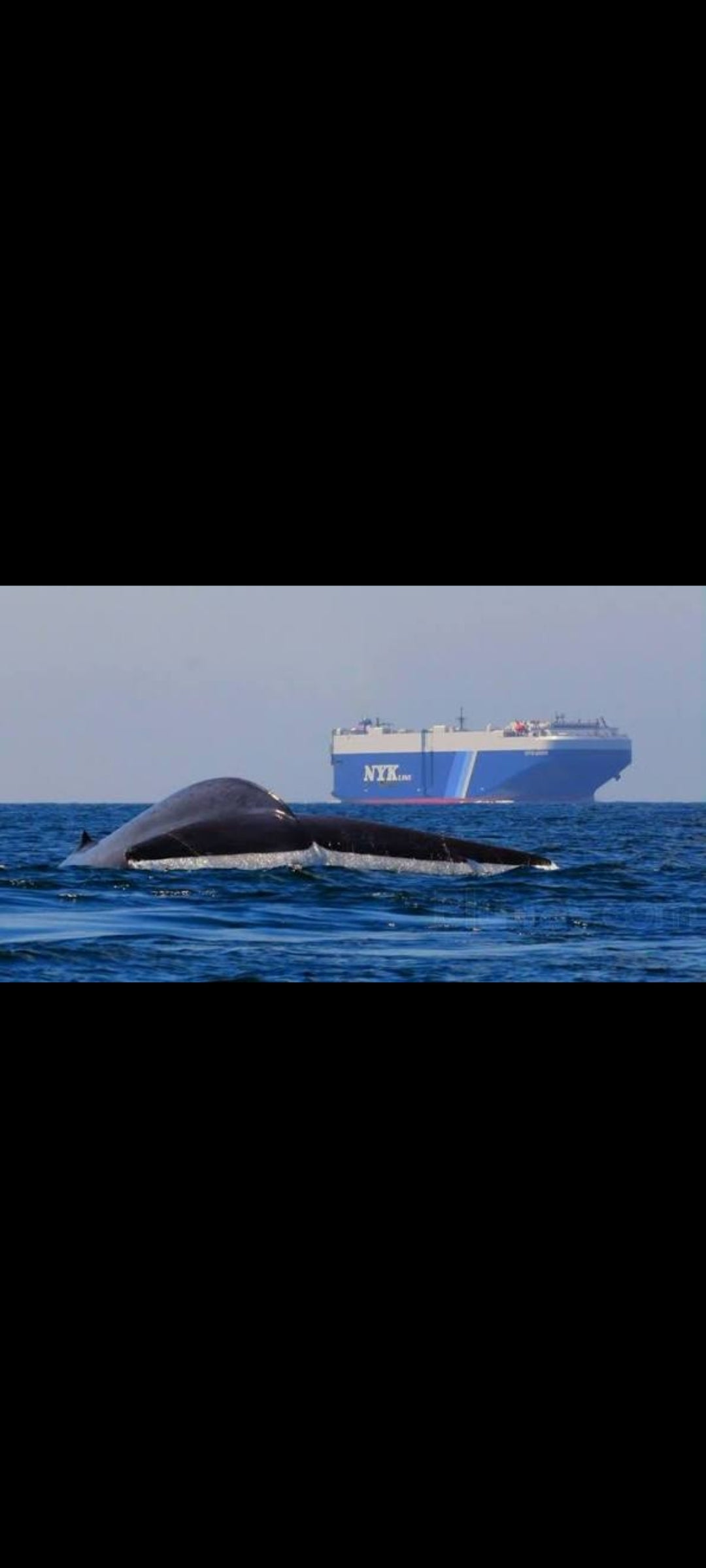 Kingdom of the Blue Whale – Blu-ray National Geographic – Australian Edition
