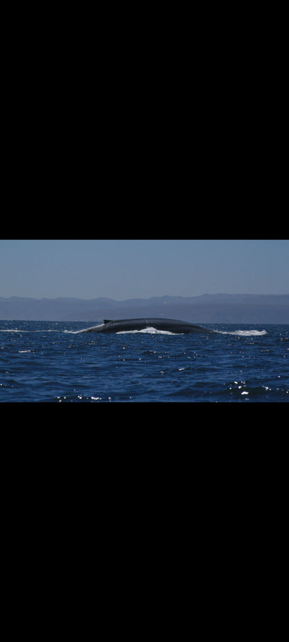 Kingdom of the Blue Whale – Blu-ray National Geographic – Édition australienne