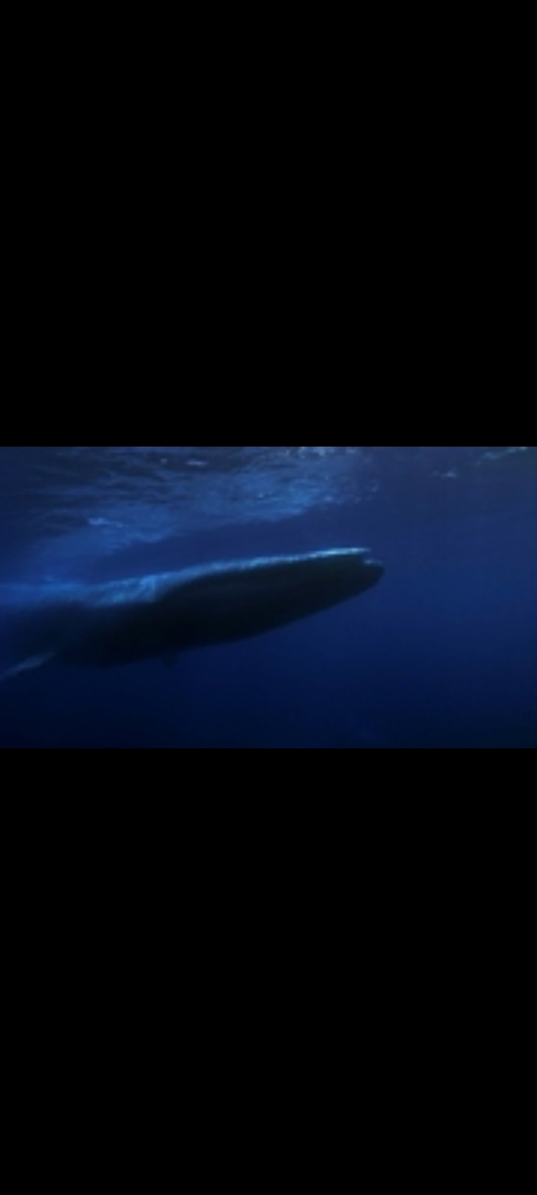 Kingdom of the Blue Whale – Blu-ray National Geographic – Australian Edition