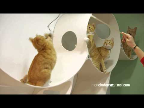Le Chaton, un compagnon plein de vie : aperçu thématique officiel Royal Canin France sur le jeu et le comportement du chaton, en français. Vidéo du même éditeur ; ce montage n’est pas présenté comme un extrait identifié du DVD.