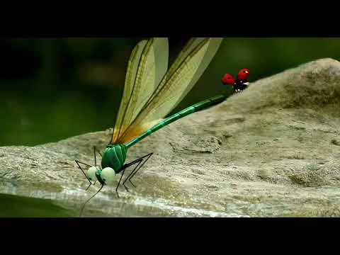 Minuscule DVD 2 — épisode « Libellules / Dragonflies », présent sur le DVD ; version remastérisée par Minuscule Fan, sans dialogue.