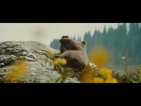 L’Ours / Bjørnen (1988) — bande-annonce du film de Jean-Jacques Annaud publiée par Festival FFA à l’occasion de l’hommage à Pathé. Aperçu du même film ; les langues de l’édition danoise vendue restent celles de la fiche.