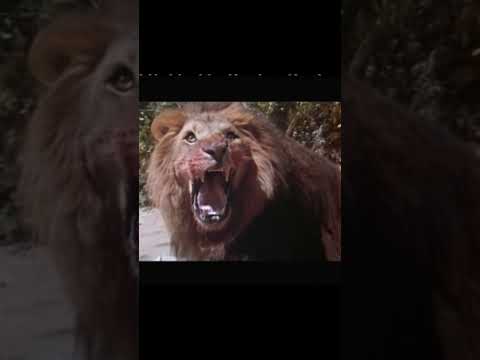Safari / Lost in Africa (1994), Stewart Raffill et Jennifer McComb — bande-annonce Cult Cinema Classics (2 min 10), correspondant aux touristes Michael et Elizabeth poursuivis au Kenya et aidés par un éléphant.