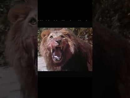 Safari / Lost in Africa (1994), Stewart Raffill et Jennifer McComb — bande-annonce Cult Cinema Classics (2 min 10), correspondant aux touristes Michael et Elizabeth poursuivis au Kenya et aidés par un éléphant.